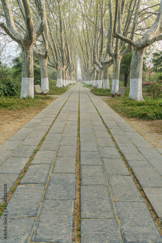 Obraz premium Ming Xiaoling scenic spot in Nanjing, China, with cherry blossoms in full bloom in spring.