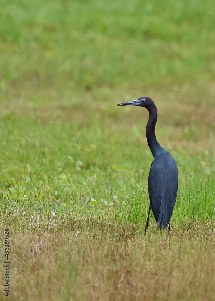 Fototapeta premium little grey heron ardea cinerea