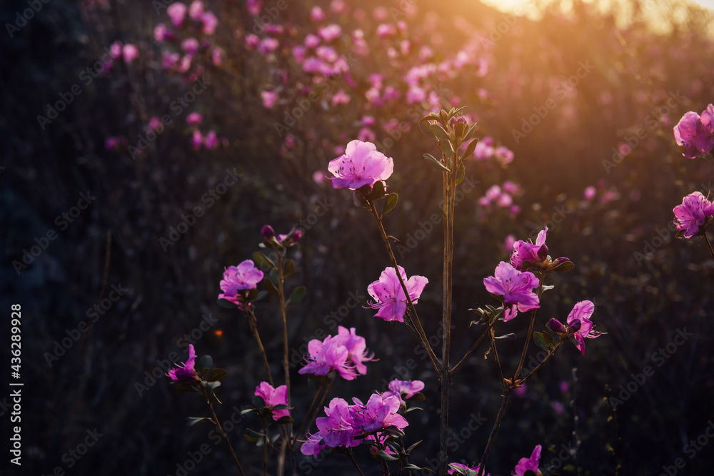 Obraz premium Delicate pink rhododendron flowers in the sunlight, blurred background, close-up. Sunset or sunrise in blooming garden. Maralnik bushes in the Altai mountains in early spring.