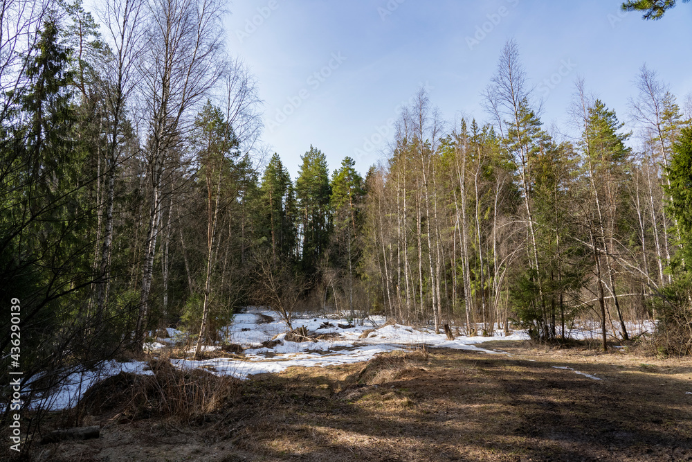 Sunny day in a clearing in the forest in spring Sunny day in a clearing in the forest in spring