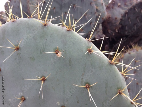 close up of cactus spines near San Miguel de Allende, Mexico photo