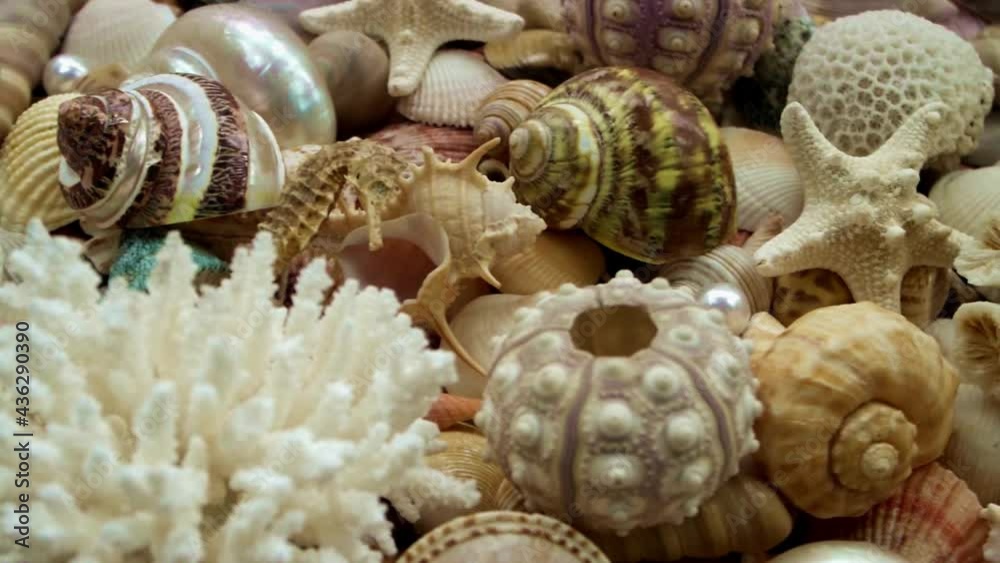 Amazing corals and starfishes on seashells background	