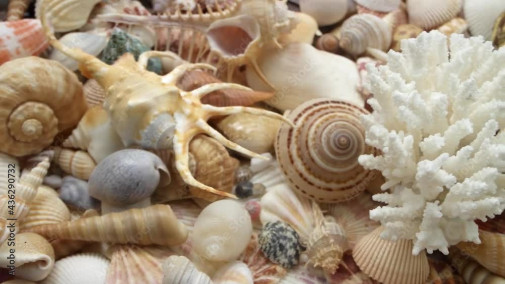 Corals and many seashells close-up. Sea bottom and marine concept. Corals and many seashells close-up. Sea bottom and marine concept.
