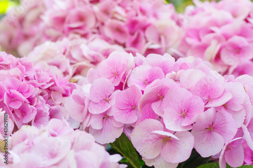 梅雨の時期に鮮やかな色の花を咲かせて楽しませてくれる紫陽花。花びらをマクロレンズでクローズアップ。ピンクの紫陽花の花言葉は「元気な女性」「強い愛情