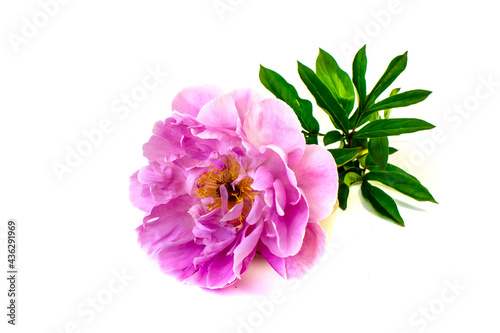 isolated on white background flowers peonies pink color