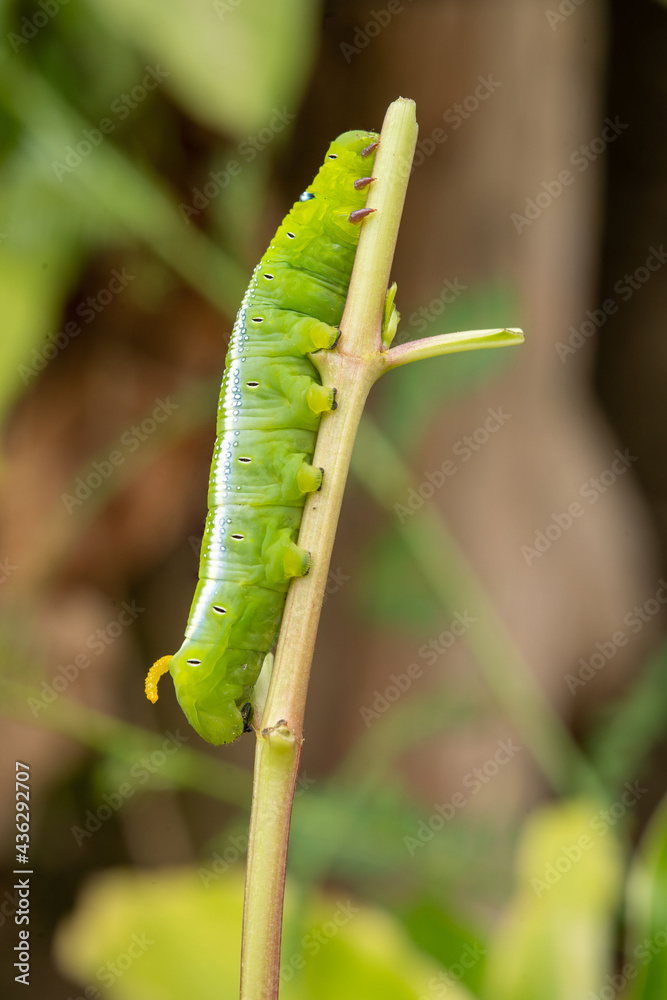 Close-up beautiful caterpillar of butterfly. Macro shots, Beautiful nature scene.