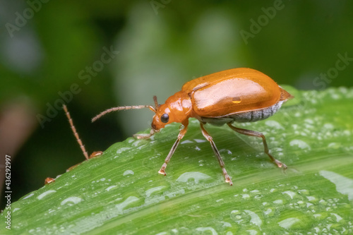 a orange beetle standing on green leaf