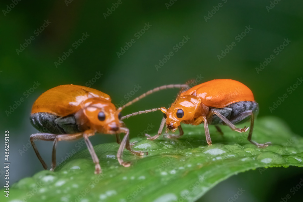 a orange beetle standing on green leaf a orange beetle standing on green leaf