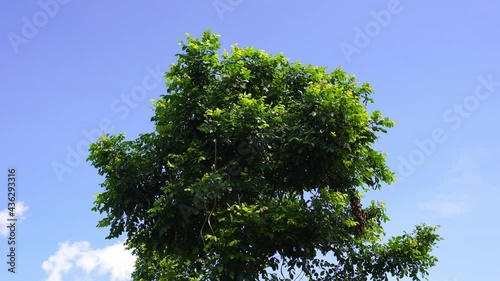 Top tree moving by wind and the light change and white cloud moving on background