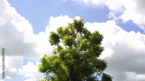 Top tree moving by wind and white cloud moving on background.