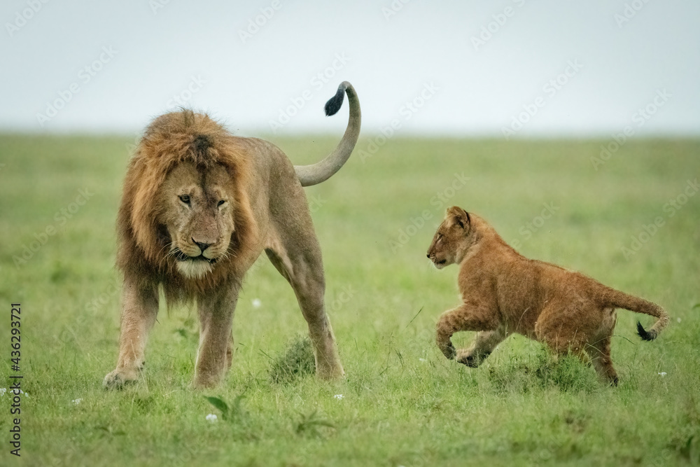 Cub playing with male lion on grass Cub playing with male lion on grass
