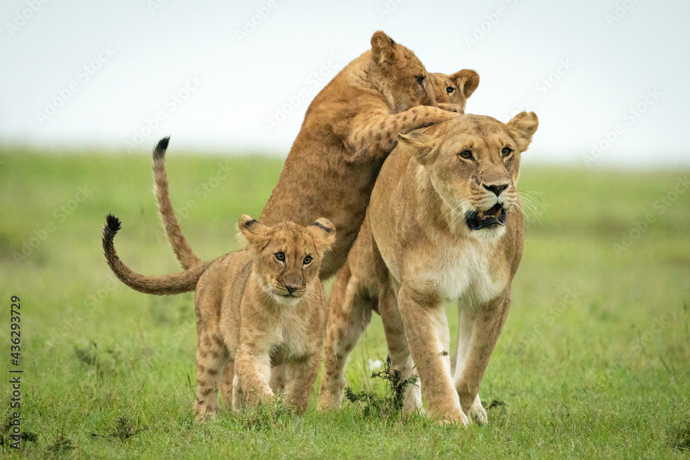 Fototapeta premium Cubs attack lioness walking through grassy plain