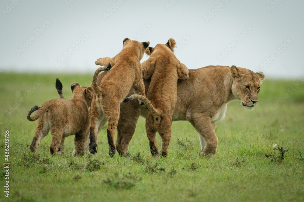 Naklejka premium Cubs play fight with lioness crossing grass