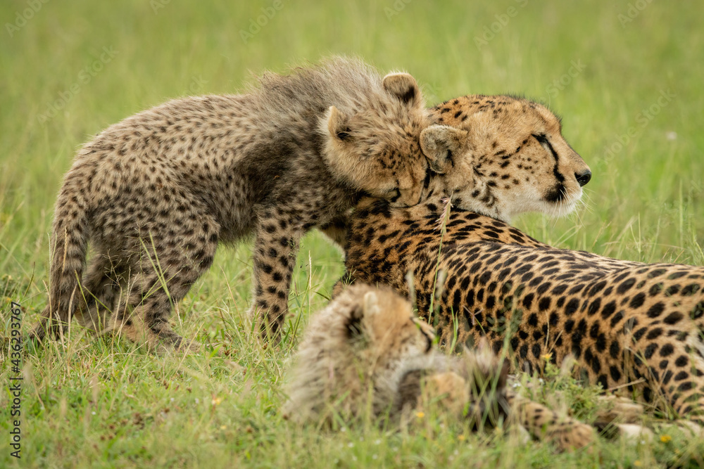Cub stands biting cheetah lying on grass Cub stands biting cheetah lying on grass