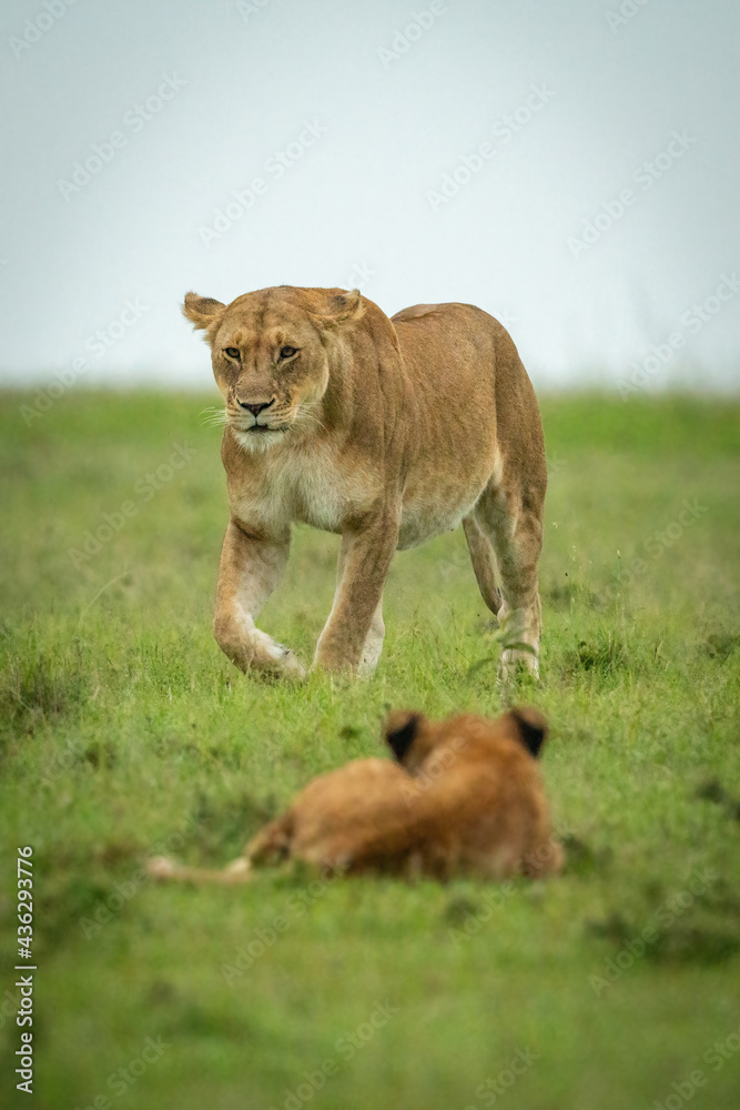 Cub lies watching lioness crossing grass Cub lies watching lioness crossing grass