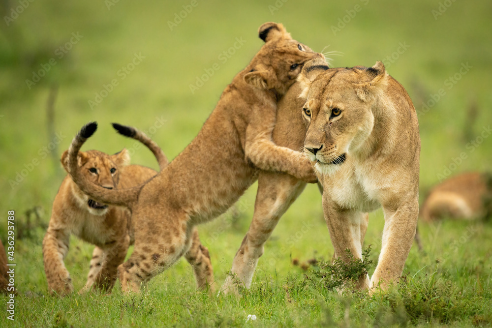 Cub leaning on lioness on hind legs Cub leaning on lioness on hind legs