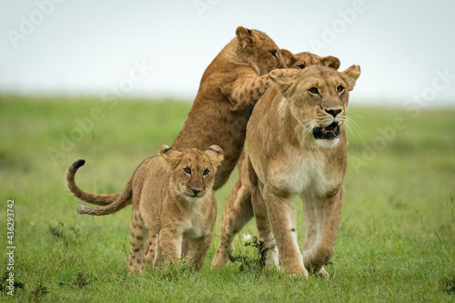 Cubs attack lioness walking over grassy plain