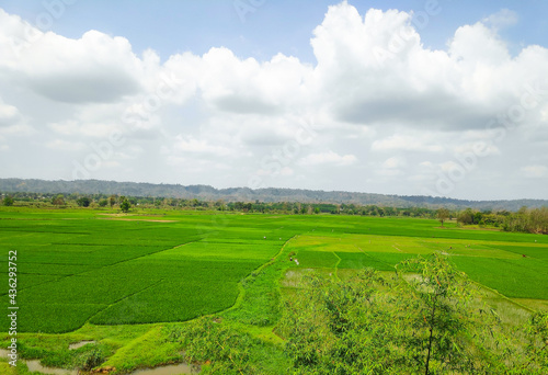 landscape with green rice field and sky. Chittagong  Bangladesh. 