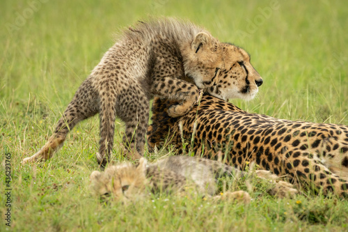 Cub stands nuzzling cheetah lying on grass