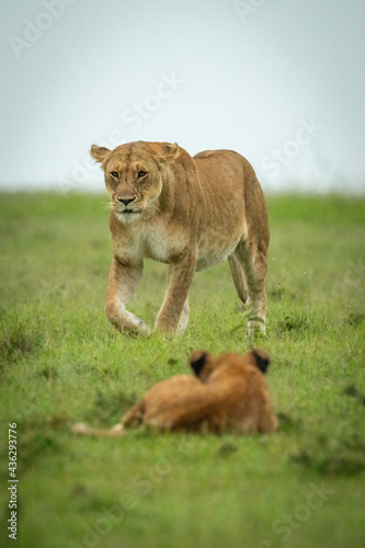 Cub lies watching lioness crossing grass