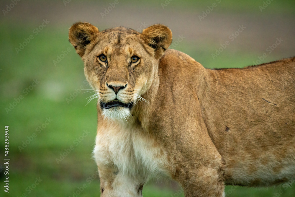 Close-up of lioness standing staring at camera Close-up of lioness standing staring at camera