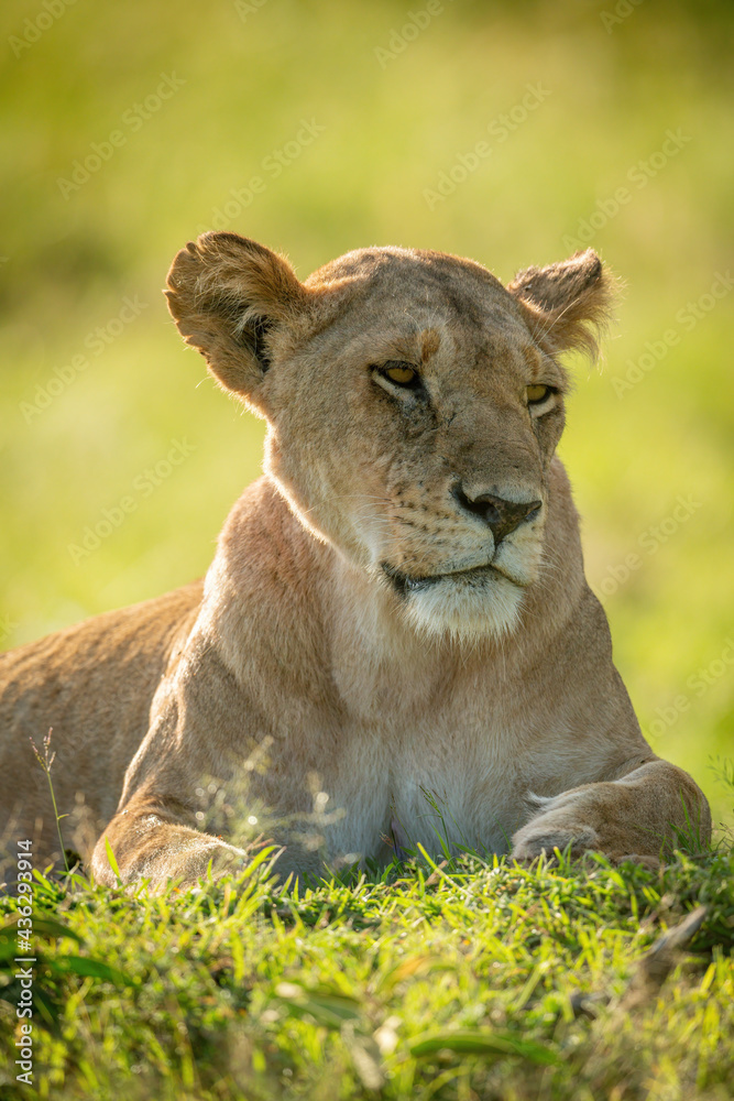 Close-up of lioness lying in short grass Close-up of lioness lying in short grass