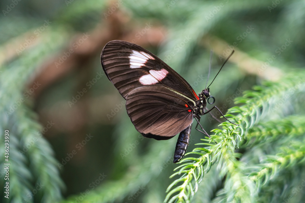 Brown Sara longwing butterfly with white spots on the side Brown Sara longwing butterfly with white spots on the side