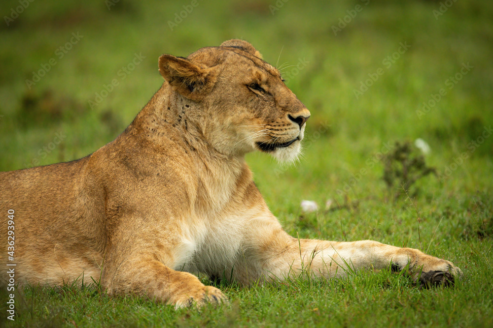 Close-up of lioness lying down facing right Close-up of lioness lying down facing right