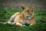 Close-up of lioness lying down tilting head