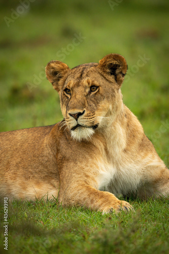 Close-up of lioness lying on wet grass © Nick Dale