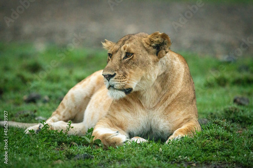 Close-up of lioness lying down looking left