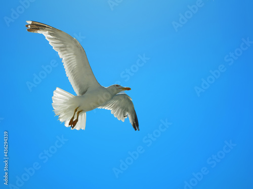 seagull in the clear sky