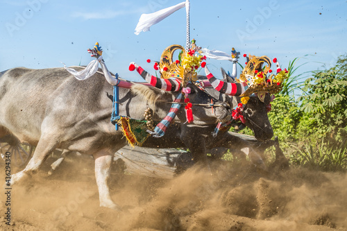 Mekepung, traditional balinese bull race. Bali, Indonesia. photo