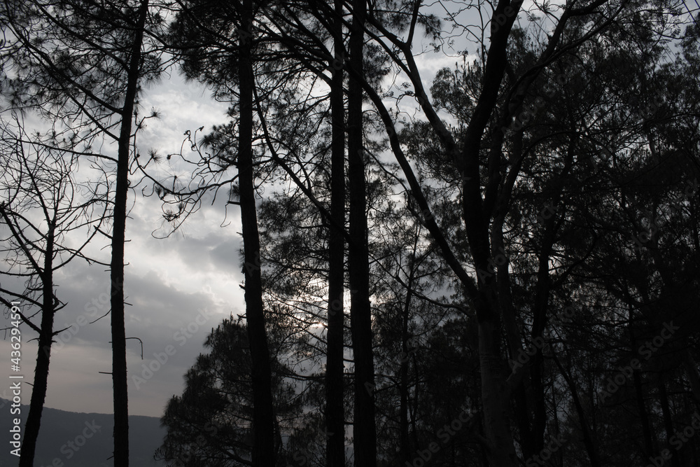 faded color pictures of pine trees and sky in background faded color pictures of pine trees and sky in background