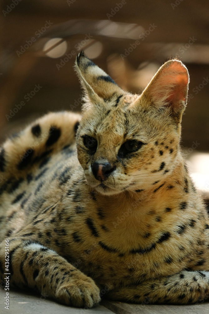 Servals are medium-sized wild cats with tawny, black-spotted coats and long necks and long legs that allow them to see over savanna grasses. They also have large ears and an acute sense of hearing. Servals are medium-sized wild cats with tawny, black-spotted coats and long necks and long legs that allow them to see over savanna grasses. They also have large ears and an acute sense of hearing.