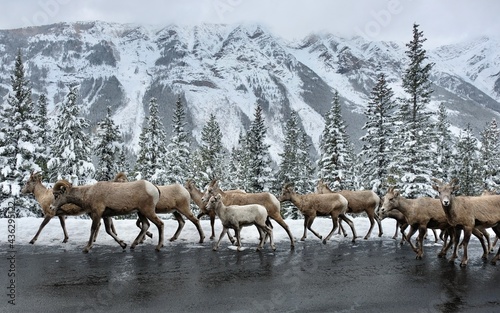 Bighorn sheep herd walking on highway road. Winter road trip to Canadian Rockies.  Kananaskis. Peter Lougheed Highway. Alberta. Canada