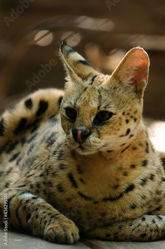 Photography Servals are medium-sized wild cats with tawny, black-spotted coats and long necks and long legs that allow them to see over savanna grasses