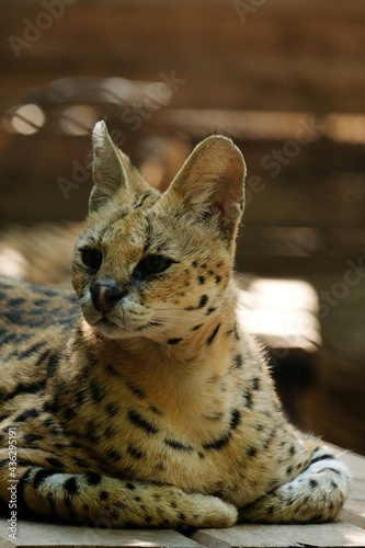Photography Servals are medium-sized wild cats with tawny, black-spotted coats and long necks and long legs that allow them to see over savanna grasses