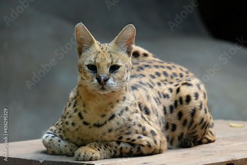Photography Servals are medium-sized wild cats with tawny, black-spotted coats and long necks and long legs that allow them to see over savanna grasses