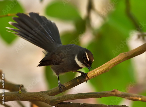 white-browed fantail bird in open perch photo