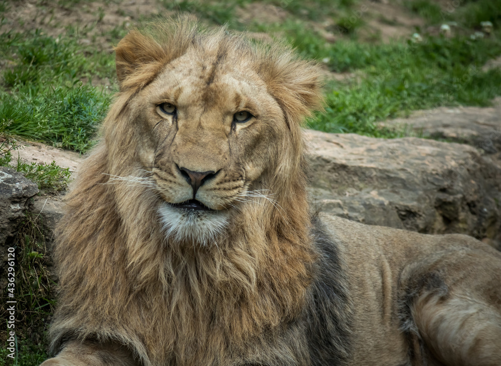 Lion Lion