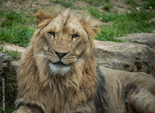 Lion © aurelien