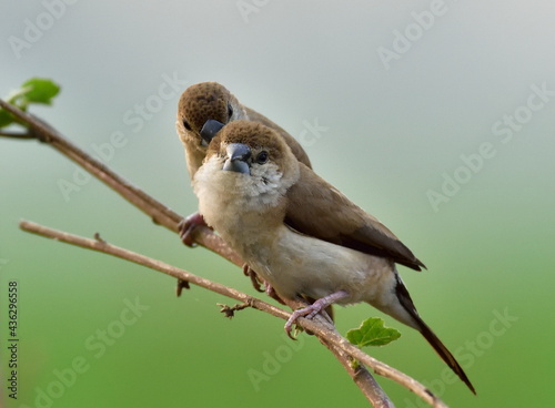 Indian silverbill bird in a group image