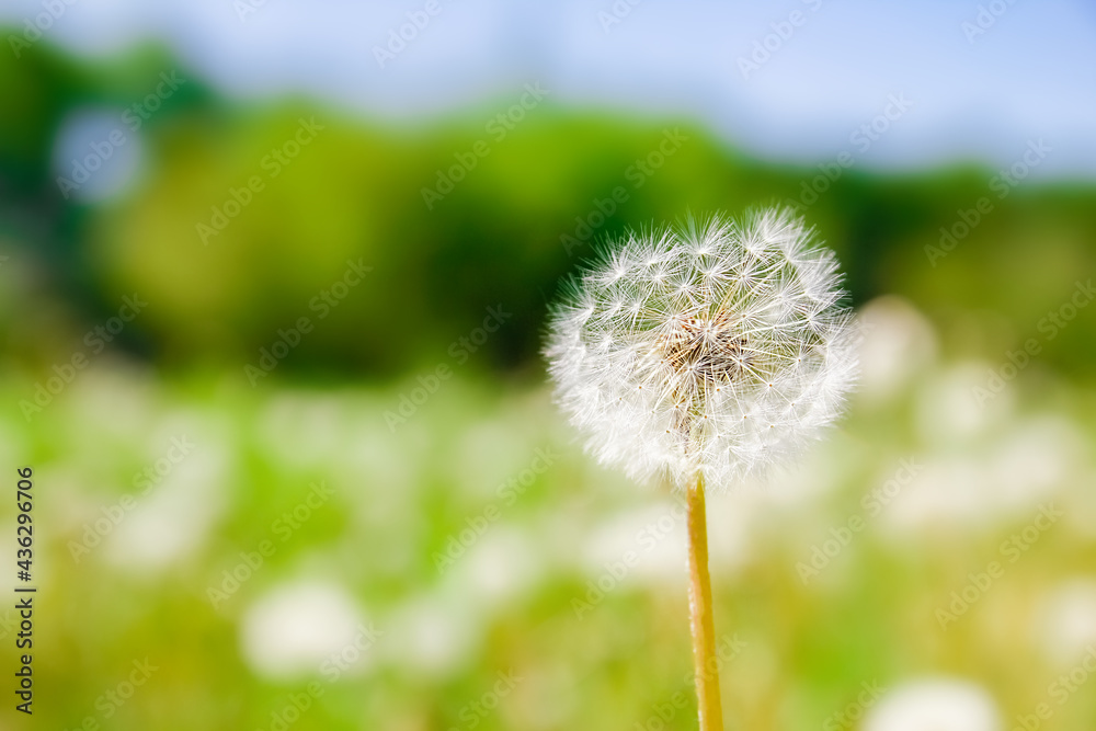 Obraz premium beautiful dandelion in nature in the park background