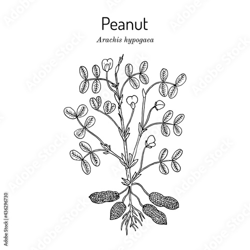 Peanut, or groundnut Arachis hypogaea  photo