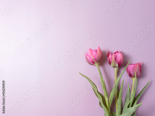  Pink tulips on purple background. Greeting card. © OlgaFet