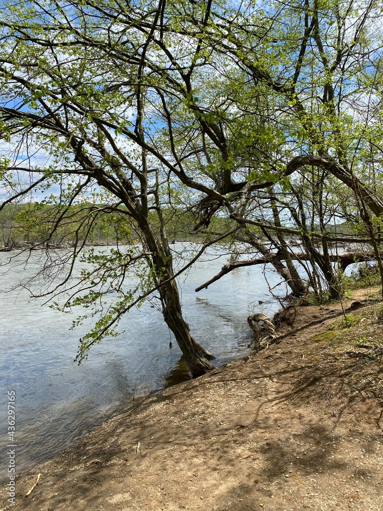 tree in the water