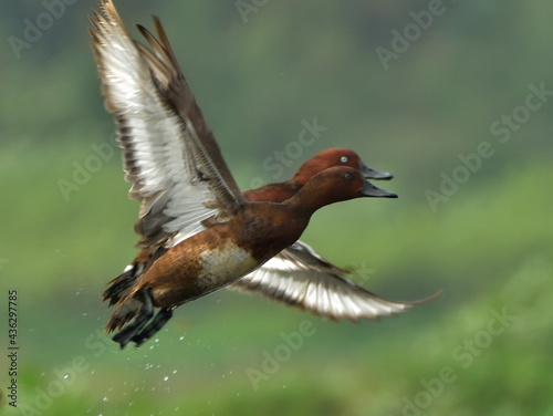 ferruginous pochard bird in a lake