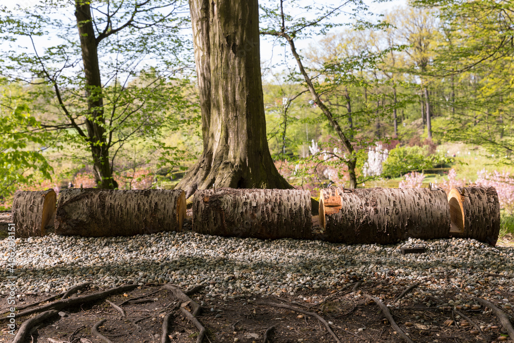 a bicycle rack made of a fallen tree trunk a bicycle rack made of a fallen tree trunk
