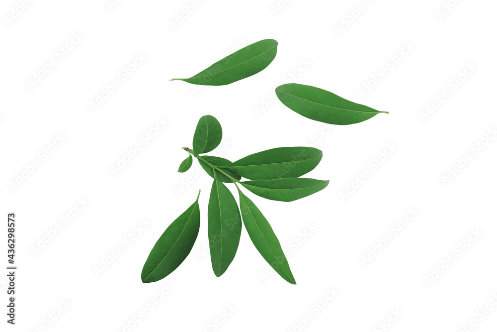 Collection of green leaves isolated on white background. Collection of green leaves isolated on white background.